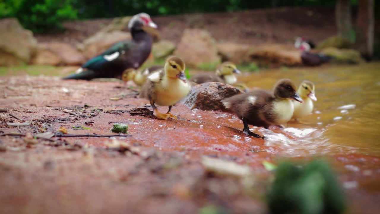 Duck with Ducklings by Side of Lake close up cute duckling baby HD 24fps