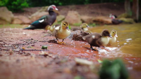 duck with ducklings by side of lake close up cute duckling baby hd 24fps