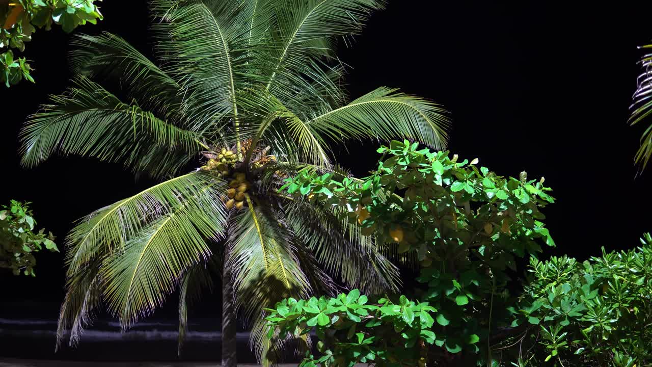 밤에는 해변에 있는 나무. 관광지