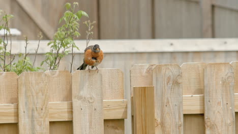 Closeup-of-Robin-Sitting-on-Fence-Cleaning-Feathers-in-Slow-Motion