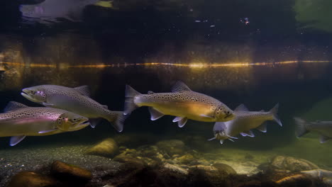 a school of fish, likely salmon or trout, swimming underwater