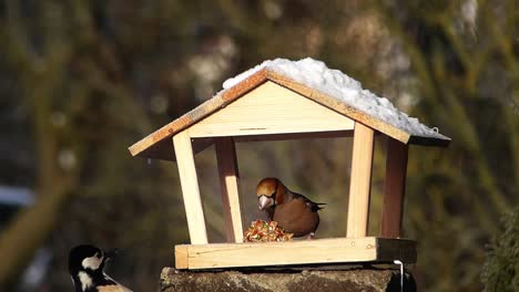 Two-wild-birds-interaction