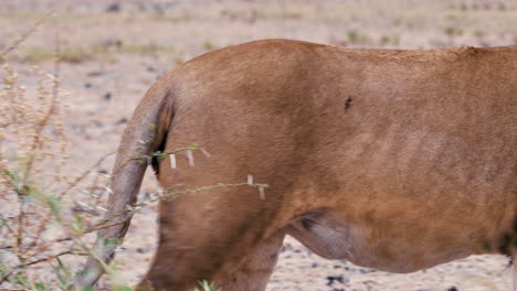 Young-male-lion-with-bloody-testicles-from-a-fight-walks-through-the-dry-brush