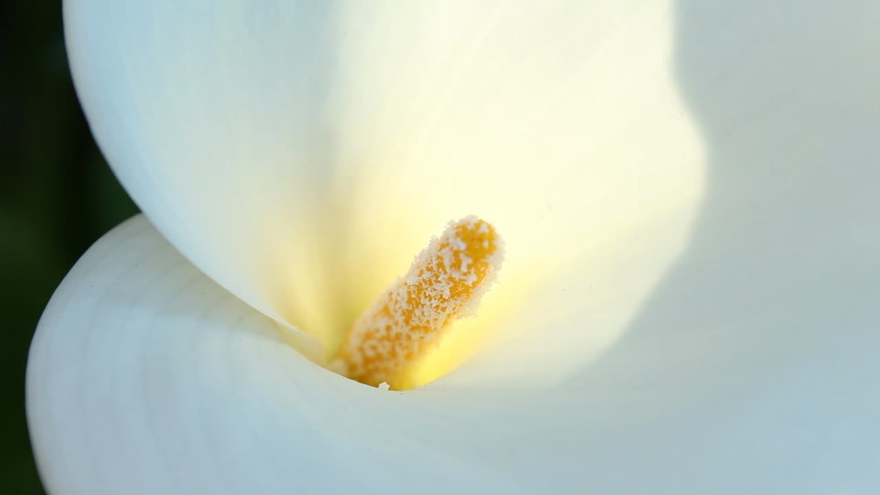 White Calla Lily Stamen Close Up Slight Breeze Nature Wildlife