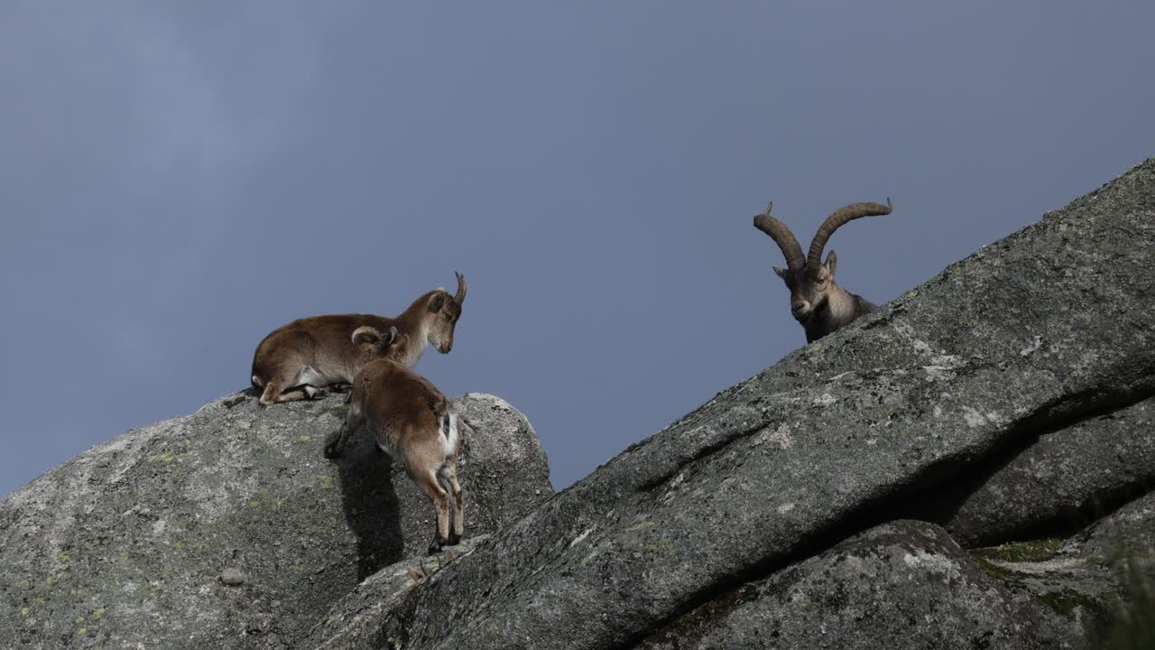 Iberisk steinbukk (Capra pyrenaica) begynnelsen av parringssesongen