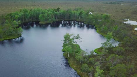 beautiful aerial view of bog landscape with lakes on a sunny summer day, dunika peat bog , fly over the pine trees, wide angle drone shot moving backward