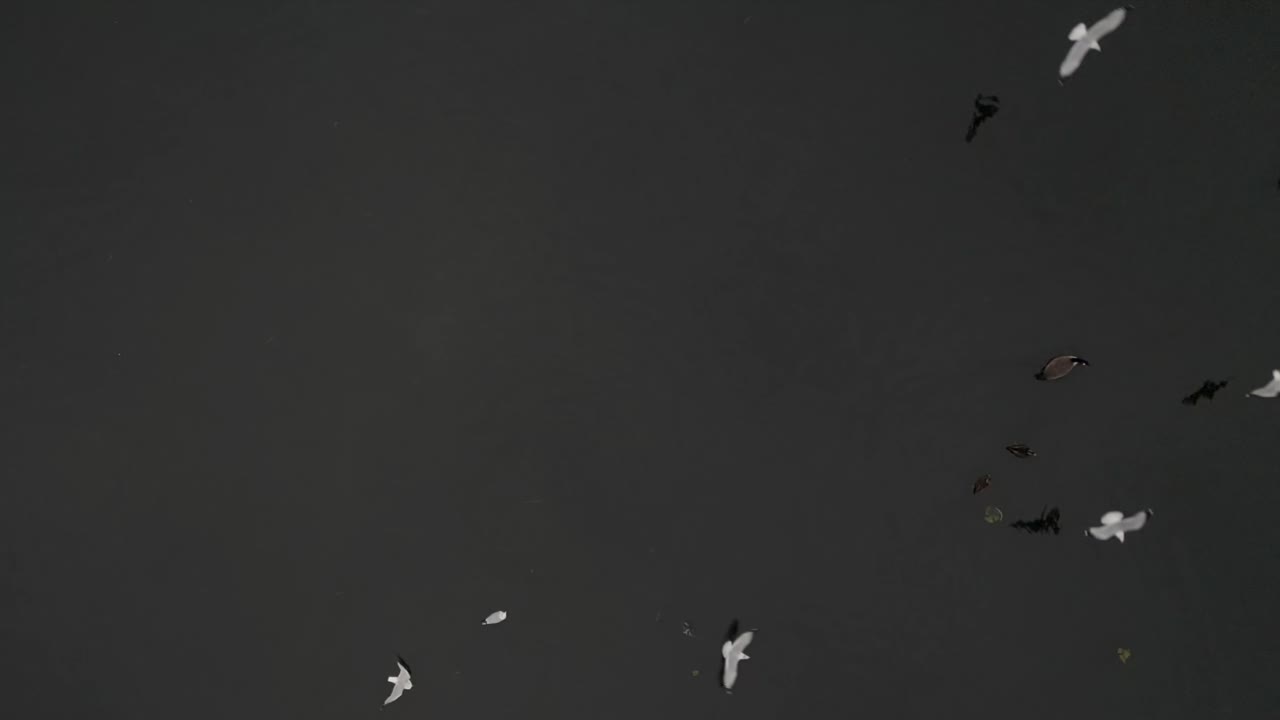 뉴욕 주 롱아일랜드의 구름이 가득한 날에 웅이에서 느린 속도로 헤엄치는 한 오리.