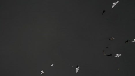 An-aerial-view-above-seagulls-taking-off-and-a-single-duck-swimming-in-a-pond-in-slow-motion-on-a-cloudy-day-on-Long-Island,-NY