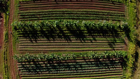 Rows-of-banana-trees-vegetables-on-a-tropical-organic-farm---aerial-view