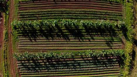 hileras de verduras de árboles de plátano en una granja orgánica tropical - vista aérea