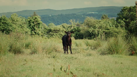 Front-Portrait-Of-Cattle-Calf-Standing-On-Grassland-On-Sunny-Day