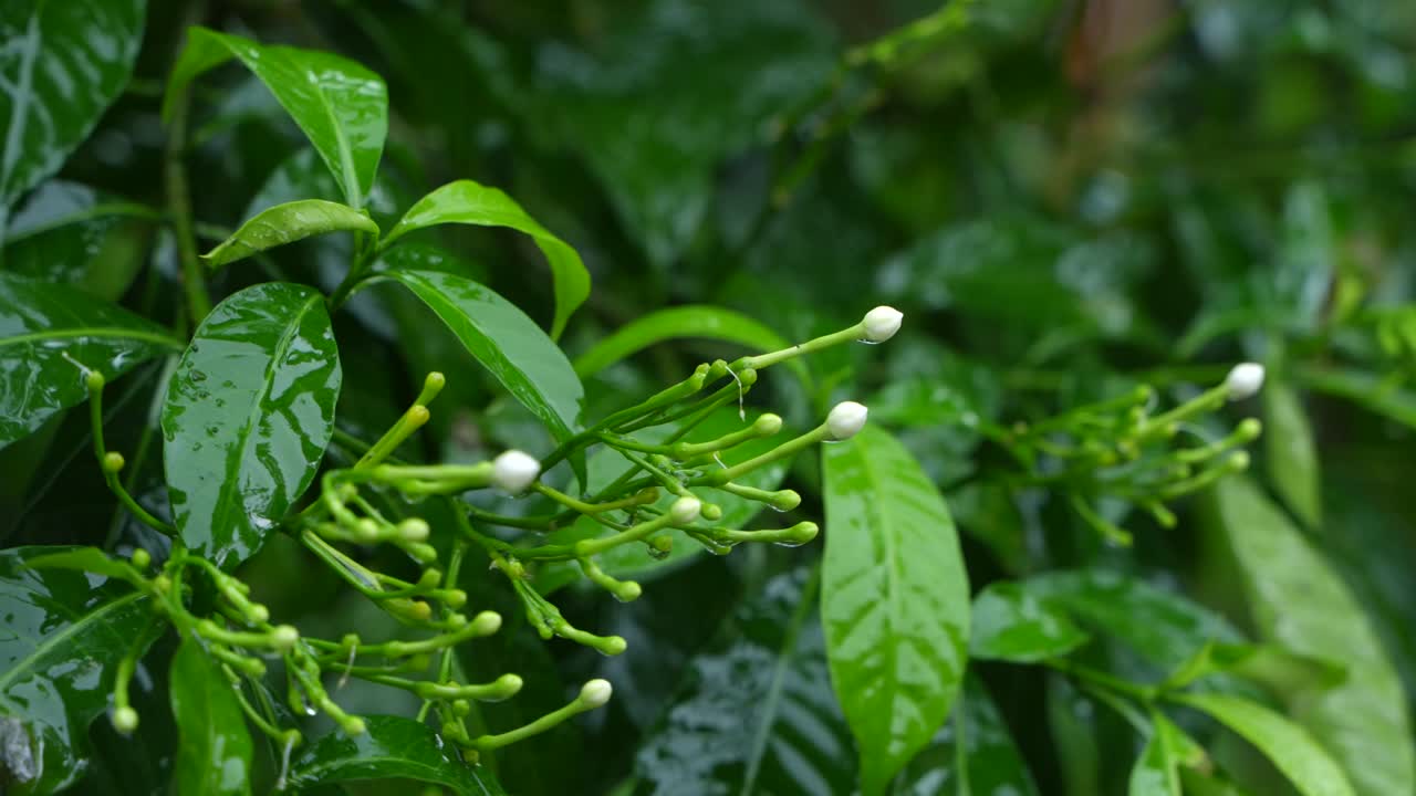 en la temporada de lluvias, el este de la india recibe fuertes lluvias durante la temporada de lluvias