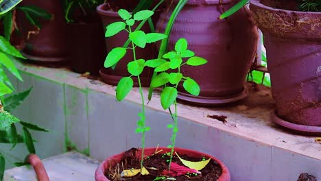 Vistas-Diurnas-Del-árbol-Tulsi-Divino-Desde-Perspectivas-únicas