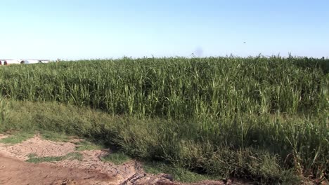 Pan-shot-of-sugar-cane-field-near-Brawley-in-California,-USA