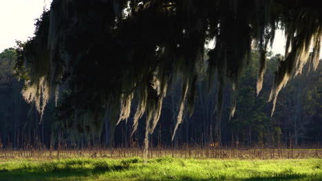 sunlight beams through spanish moss hanging from a water oak tree on a coastal farmland and nature preserve in the lowcountry of south carolina on a clear day