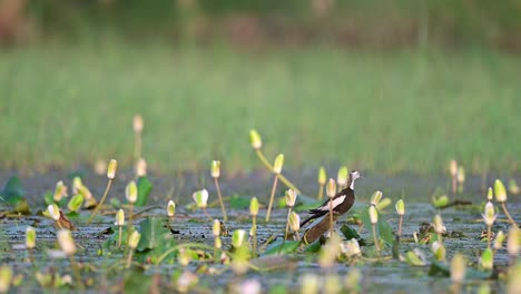 Pájaro-Jacana-De-Cola-De-Faisán-Acicalándose-En-El-Hermoso-Hábitat-Del-Nenúfar