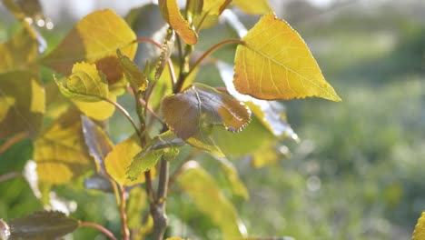 Fresh-foliage-of-a-young-poplar-in-the-wind,-illuminated-by-the-sun