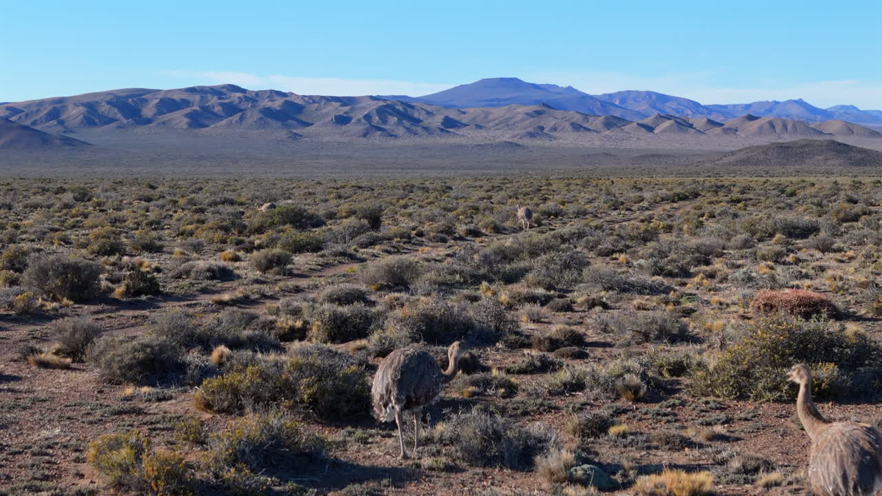 Nandus looking for food on the wide grassland of Patagonia, Argentina, mountains in the background, blue sky, sunny day, copy space