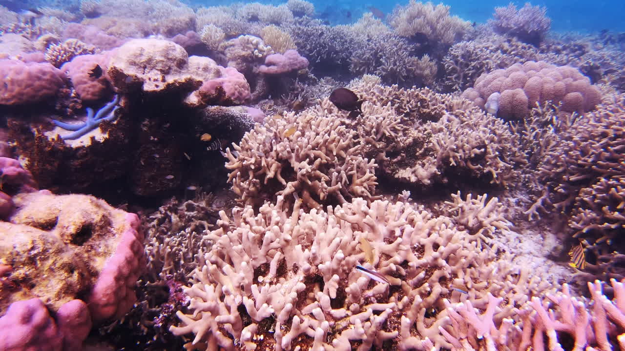 A scuba diver&rsquo;s idea of heaven