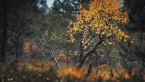 a lone birch tree catches the early autumn light, its golden leaves contrasting with the deep forest behind