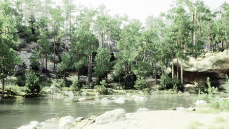 serene riverbank surrounded by lush green trees in a tranquil forest setting