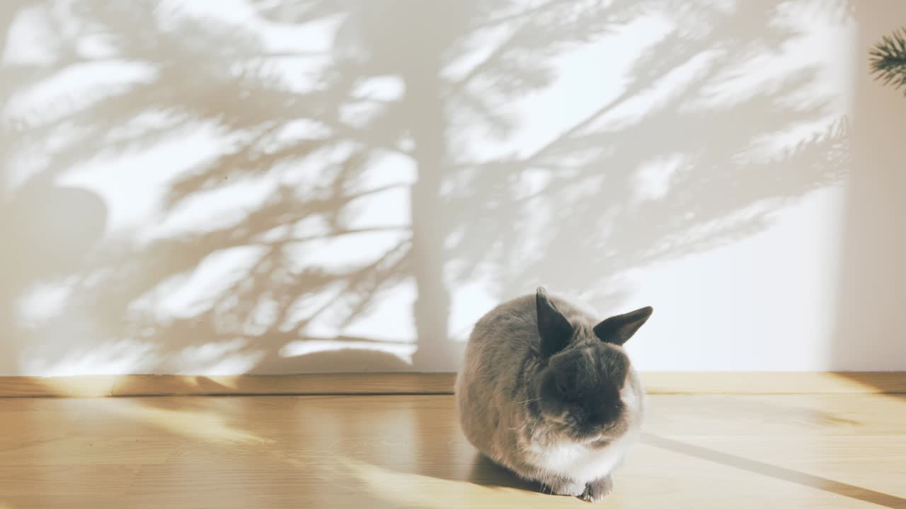 벽과 토끼에 크리스마스 트리 그림자