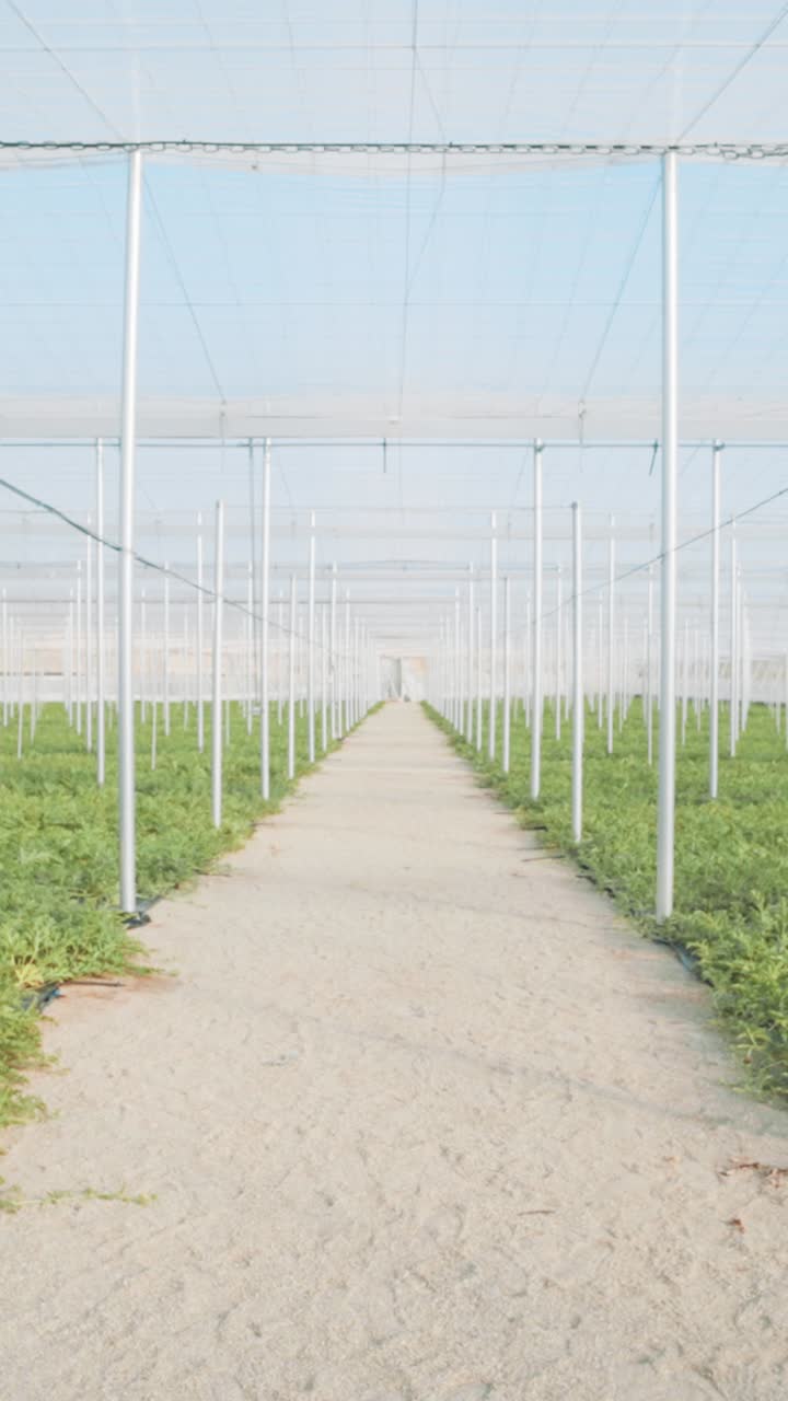 Watermelon plants growing in greenhouse: agriculture and sustainable farming