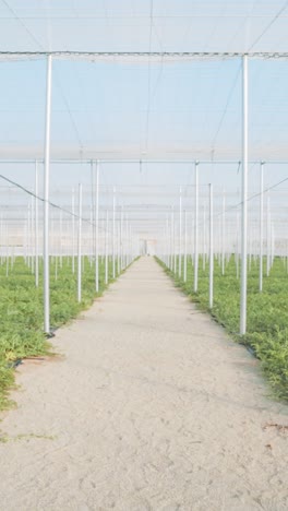 watermelon plants growing in greenhouse: agriculture and sustainable farming