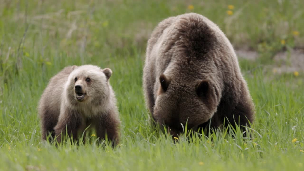 Induk beruang grizzly dan anaknya berkeliaran di padang rumput hijau yang subur, berhenti untuk merumput di rumput musim semi yang segar