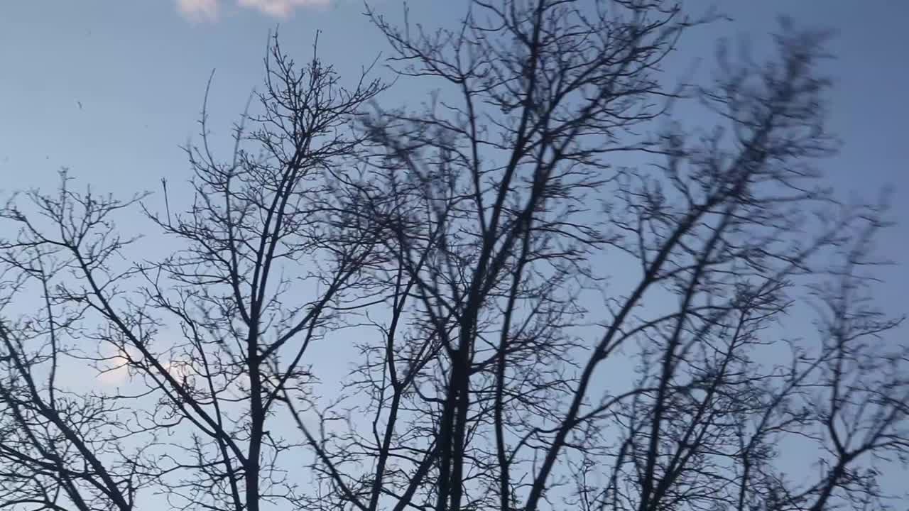 강한 바람에 사납게 날리는 큰 나무