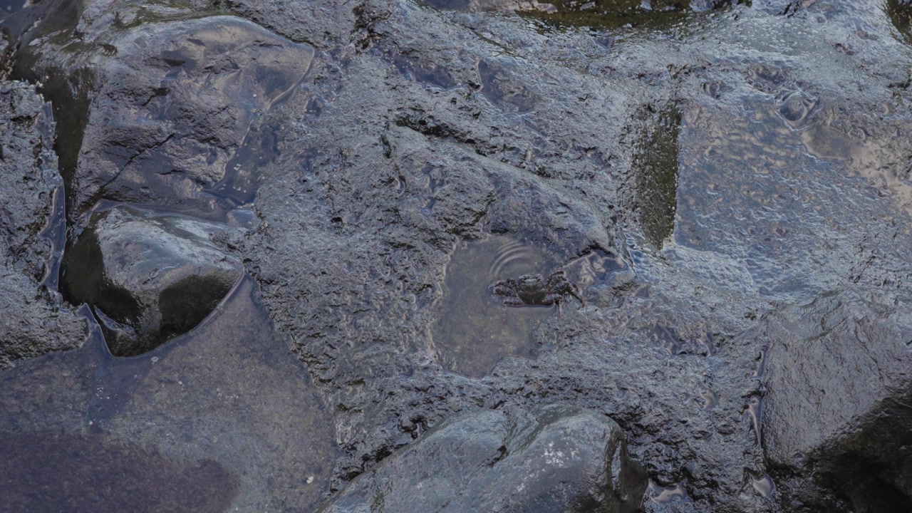 A serene yet powerful ocean setting where waves continuously hit large rocks, while tiny black crabs navigate the terrain, disappearing into cracks and reappearing moments later.
