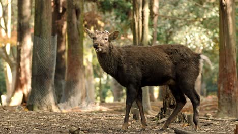 a peaceful scene of a deer roaming freely in nara park, japan, surrounded by the beautiful autumn foliage.
