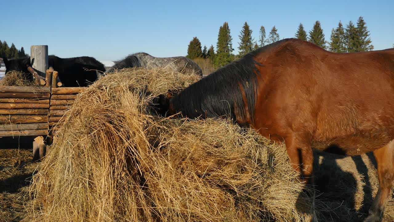 Hest spiser hø på en gård
