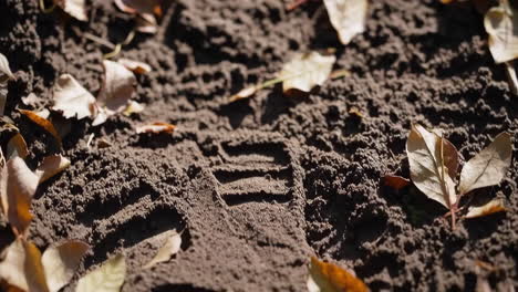 footprint in autumn leaves on dirt