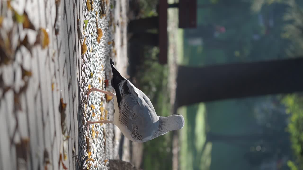 Seagull on a Wood Path in Autumn