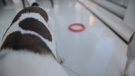 camera focuses closely on two dogs walking in the living room of the house