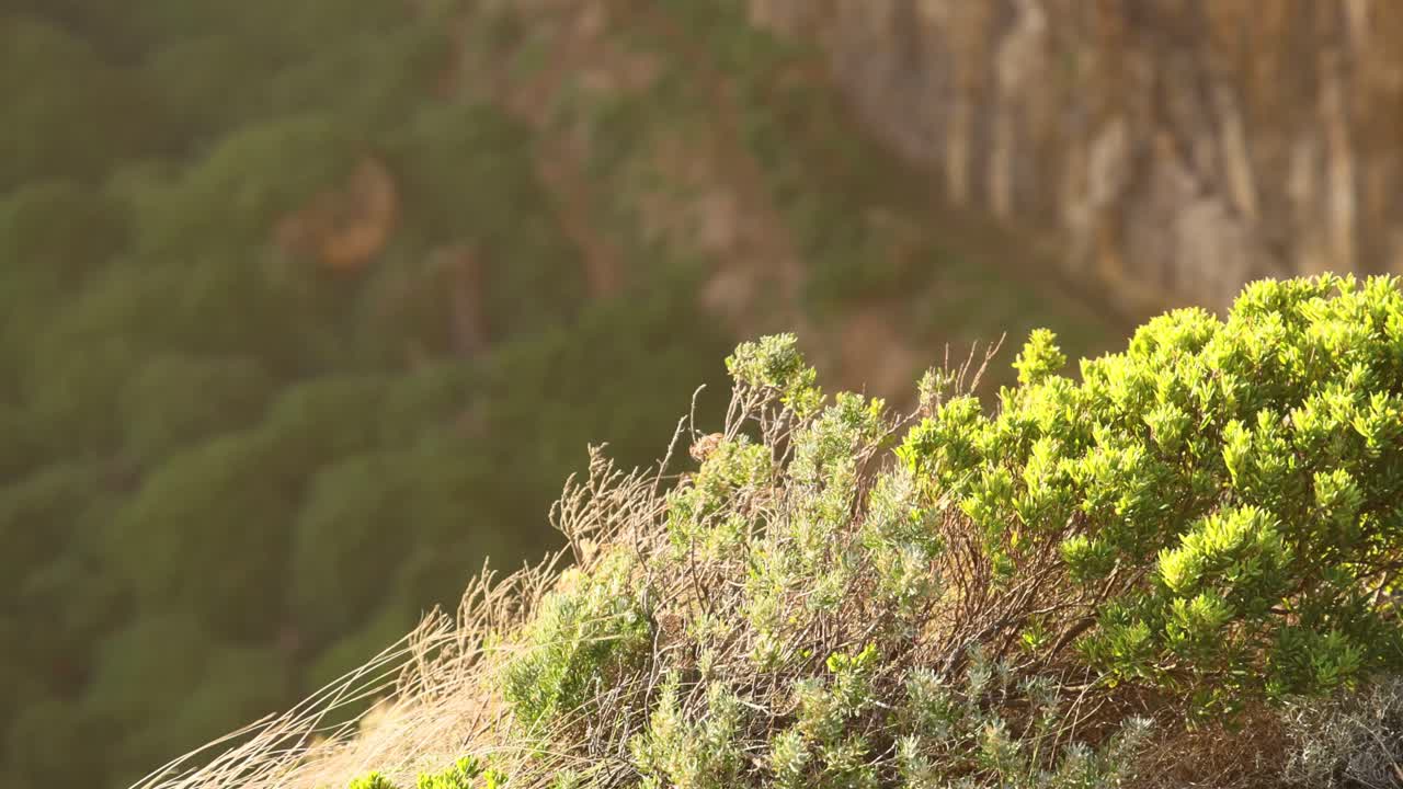 arbustos verdes con un paisajístico fondo de acantilado