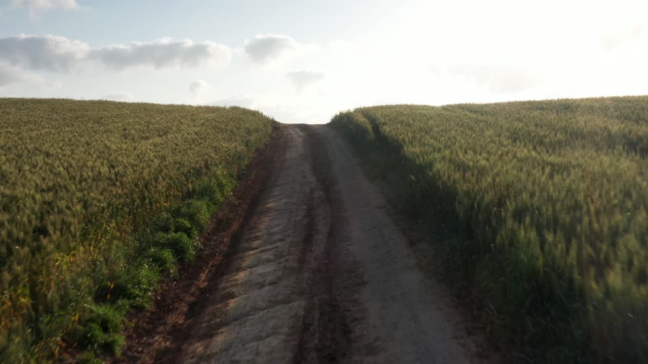 camino de campo a través de un campo de trigo