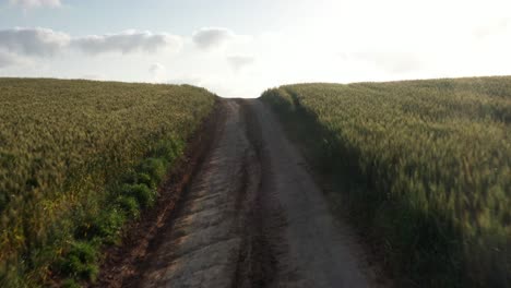 country road through wheat field