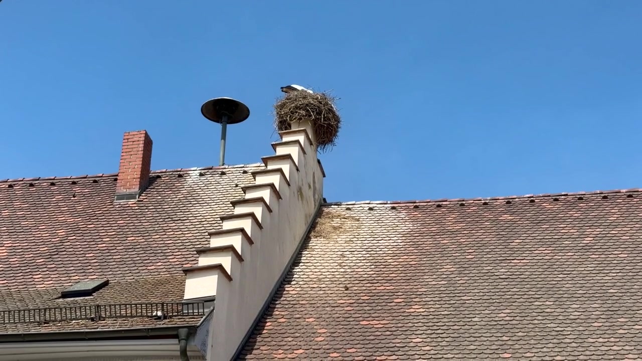 A stork is standing in its nest on a roof; the nest is on a stepped gable
