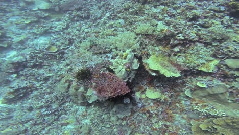 a close-up of a vibrant coral reef in the great barrier reef, australia, showcasing a variety of corals in different shapes and colors