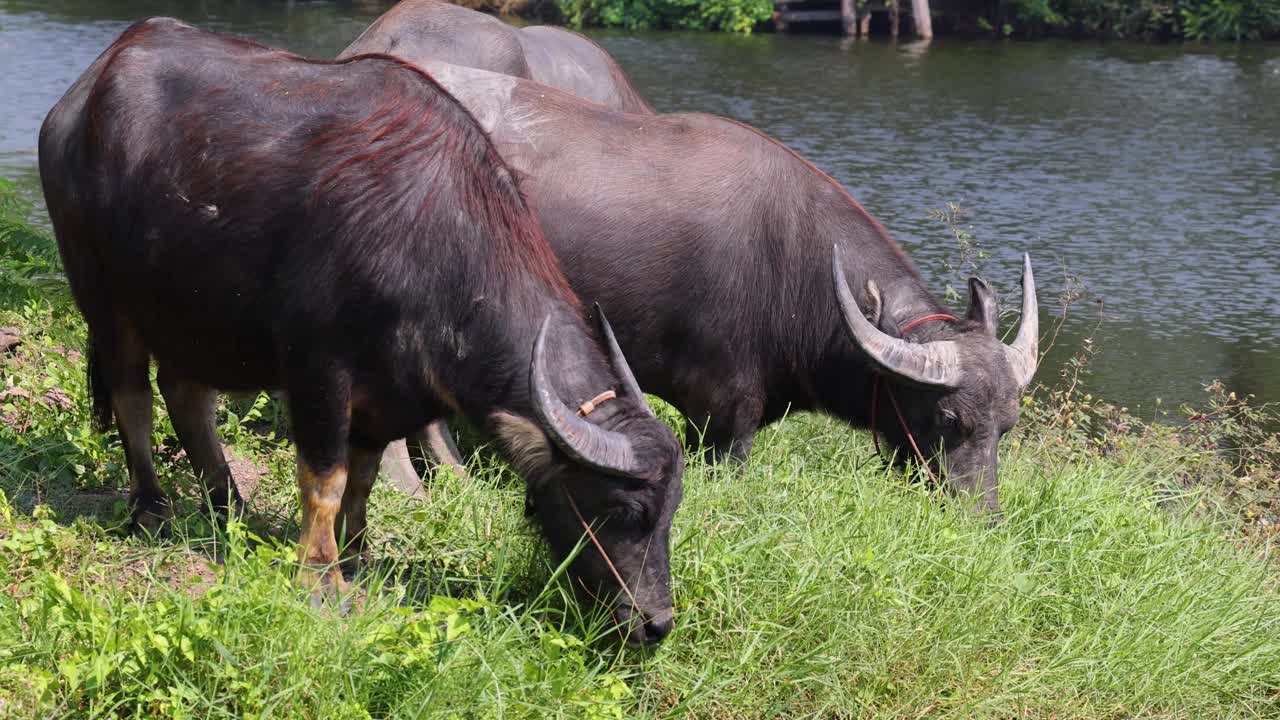 búfalos comiendo hierba cerca de un cuerpo de agua