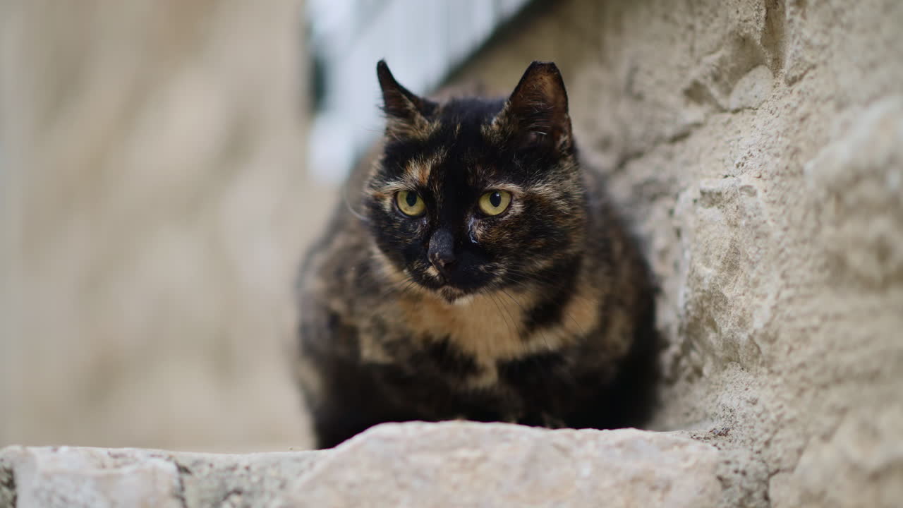 Gatto tartarugato con intensi occhi gialli che riposa su un vecchio muro di pietra all'aperto.