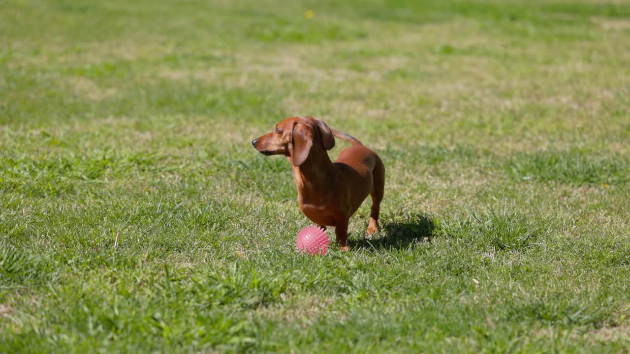 Dachshund with a ball on the grass
