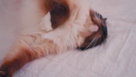 ragdoll cat lying belly up on soft fabric, relaxed body language and sleepy open eyes as it stretches and rolls sitting up