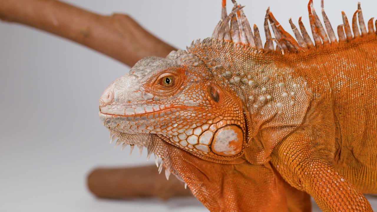 Un primo piano dettagliato di un'iguana arancione che ammicca mentre riposa su un ramo di legno