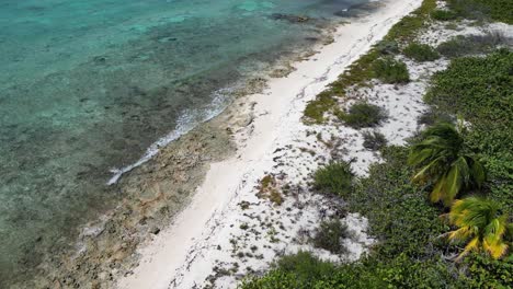 drone footage flying along a beach fringed with palm trees slowly turns out to sea as waves in a beautiful turquoise ocean break over a coral reef in the cayman islands in the caribbean