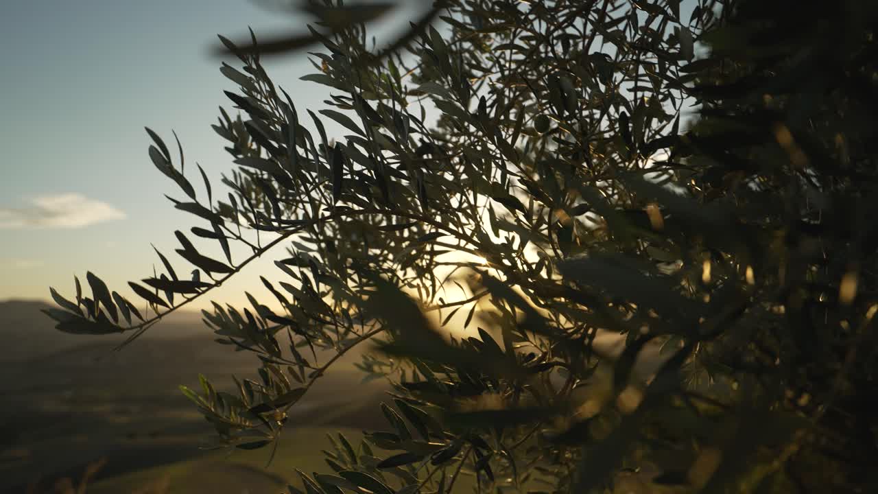 Camera moving downwards slowly filming branches with leaves blowing softly in the wind with the sunrise in the background shining through in 4k