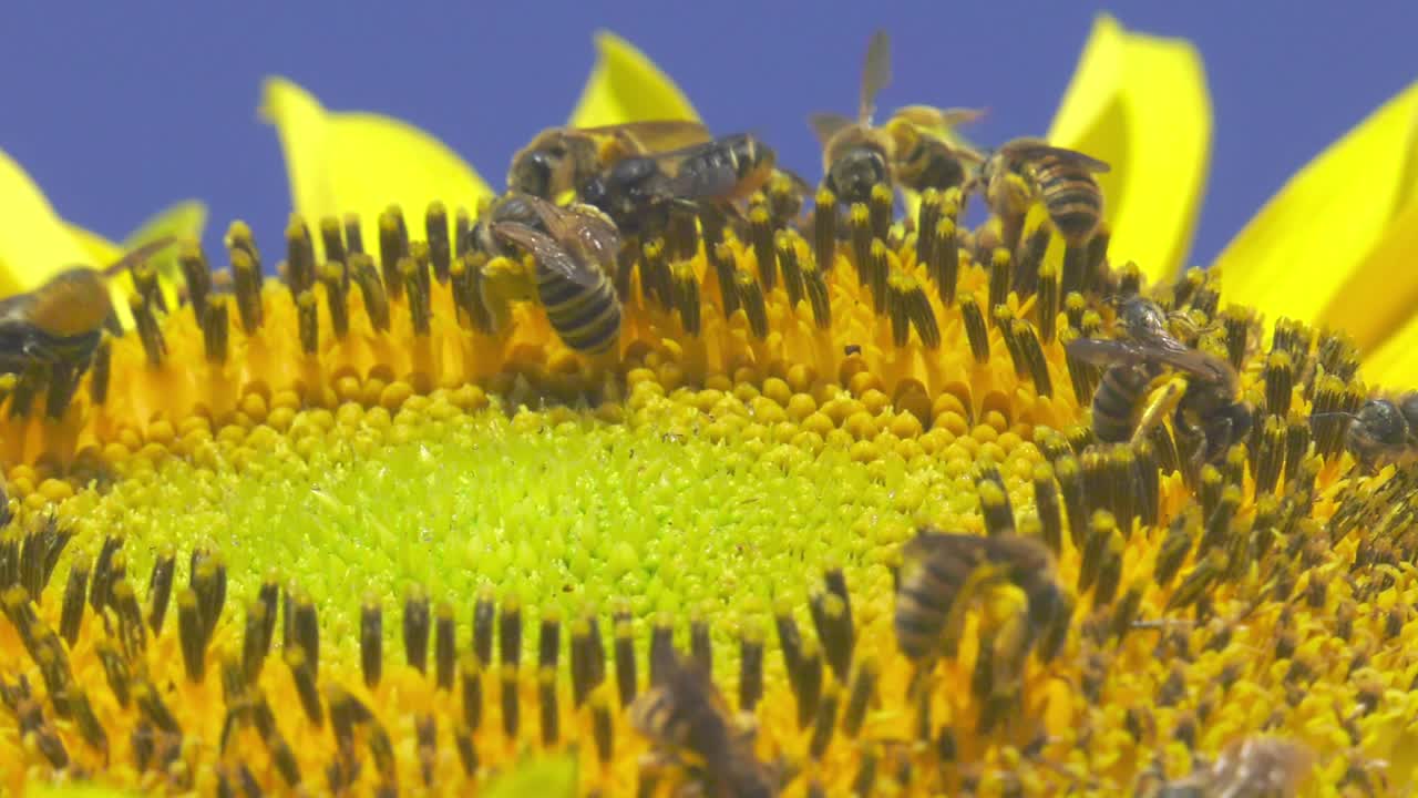 las abejas melíferas recogen polen y néctar de girasol, macro.