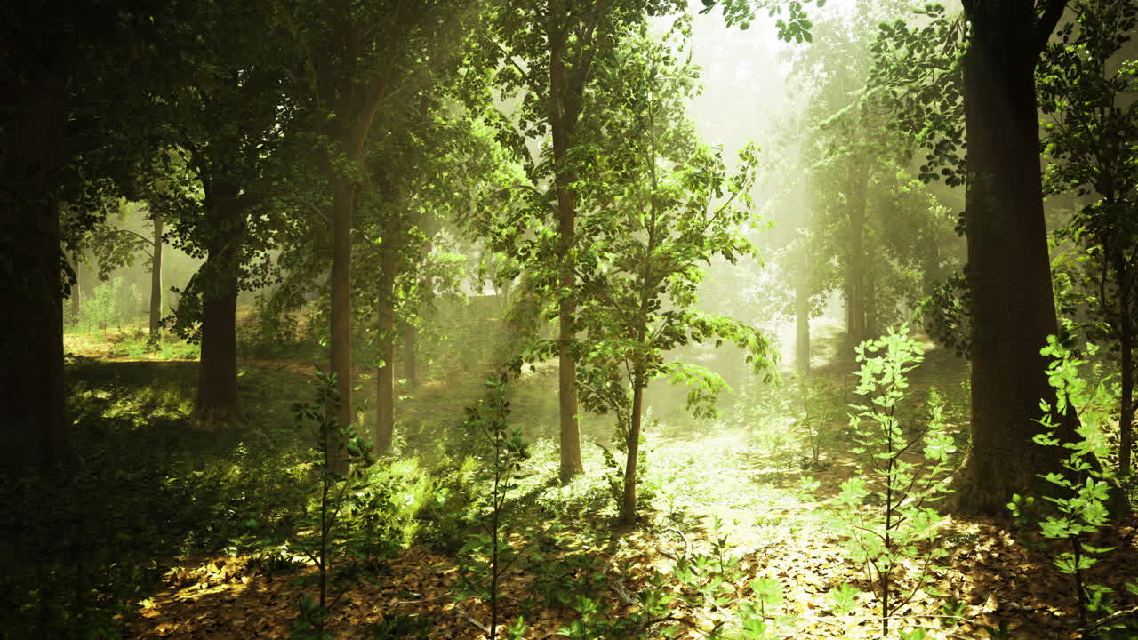 Morning sunlight filters through trees in a peaceful forest